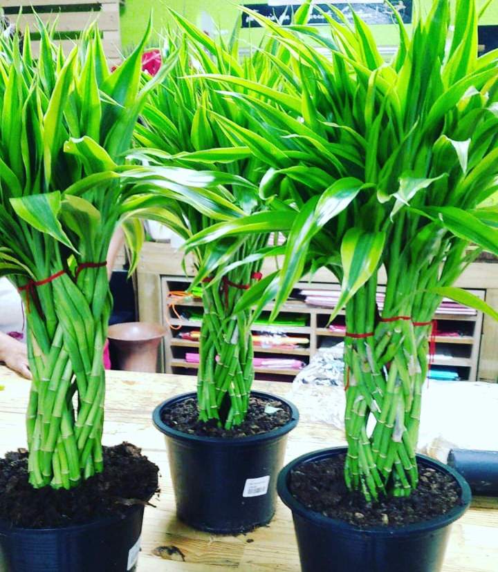 Vente plantes Saint-Denis
