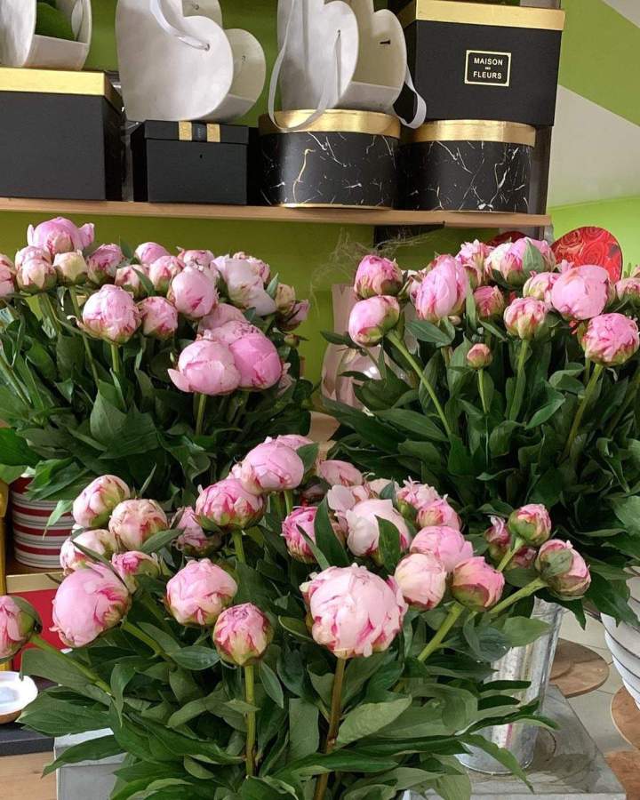 Pivoines fleurs Saint-Denis