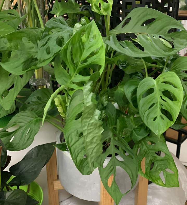 Vente fleurs artificielles Saint-Denis